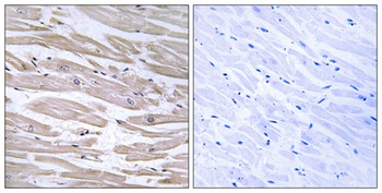 ERdj3 antibody