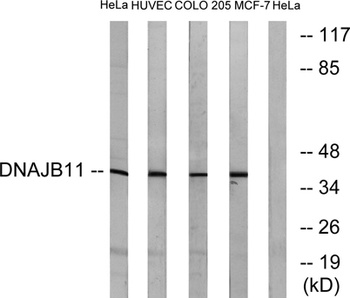 ERdj3 antibody