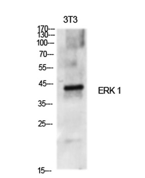 ERK 1 rabbit pAb Antibody