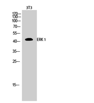 ERK 1 rabbit pAb Antibody