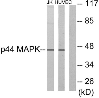 ERK 1 rabbit pAb Antibody