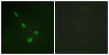 ERK 8 antibody