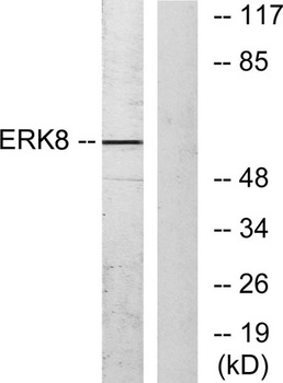 ERK 8 rabbit pAb