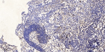 ERK 8 antibody