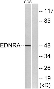 ETAR antibody