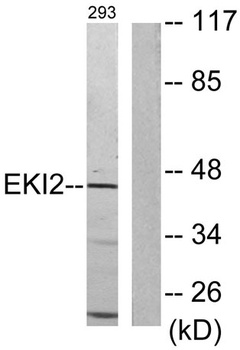 Ethanolamine kinase 2 antibody