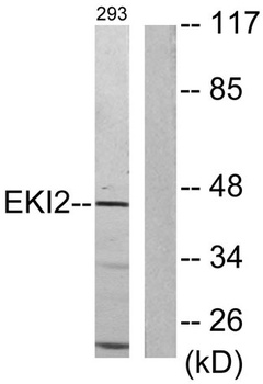 Ethanolamine kinase 2 rabbit pAb