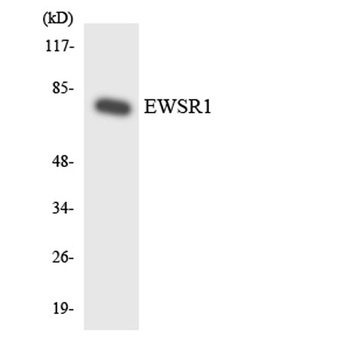 EWS antibody