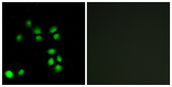 Exo1 antibody