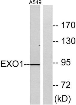 Exo1 rabbit pAb