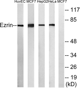 Ezrin antibody