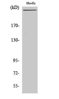 Factor VIII rabbit pAb