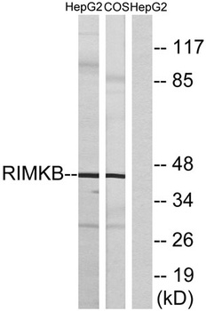 FAM80B antibody