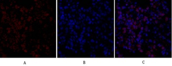 FAS-L antibody