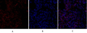 FAS-L antibody