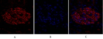 FAS-L antibody