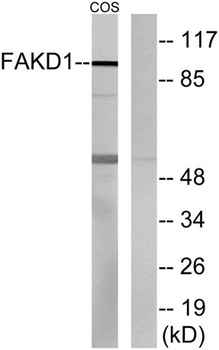 FASTKD1 rabbit pAb