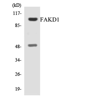 FASTKD1 rabbit pAb