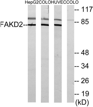 FASTKD2 antibody
