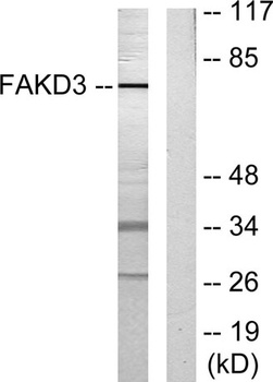 FASTKD3 rabbit pAb