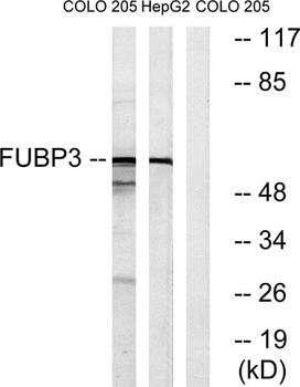 FBP3 rabbit pAb