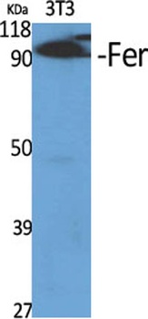 Fer rabbit pAb