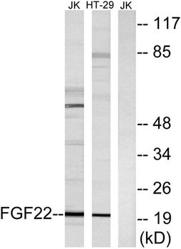 FGF-22 rabbit pAb