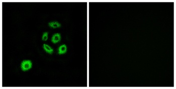 Fibulin-2 rabbit pAb