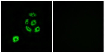 Fibulin-2 antibody