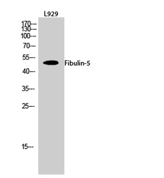Fibulin-5 antibody