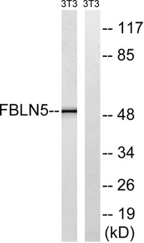 Fibulin-5 rabbit pAb