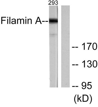 Filamin 1 antibody