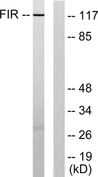 FIR rabbit pAb