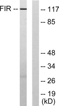 FIR antibody