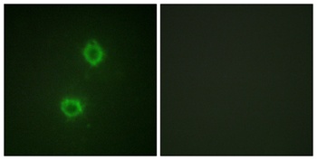 Flg antibody