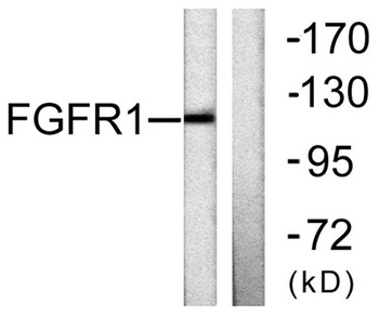 Flg antibody