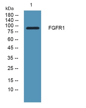 Flg antibody