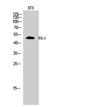 Fli-1 antibody