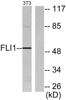 Fli-1 rabbit pAb