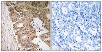 Fliz1 antibody