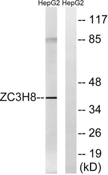 Fliz1 antibody