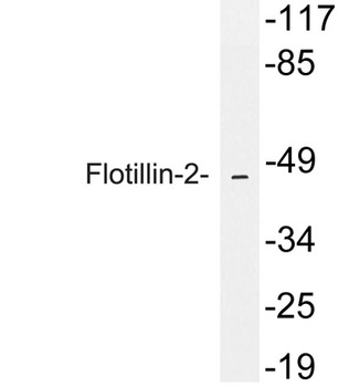 Flotillin-2 rabbit pAb