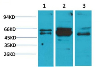 Flotillin-2 antibody