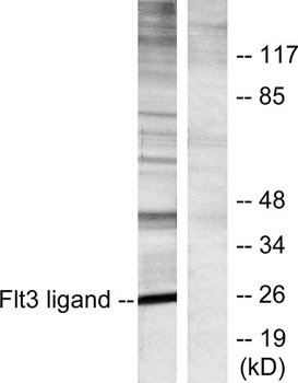 Flt3-L rabbit pAb