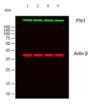 FN1 antibody