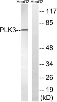 Fnk rabbit pAb