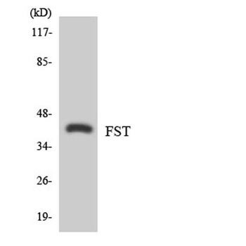 Follistatin rabbit pAb