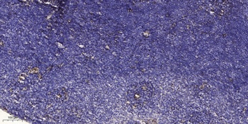 Follistatin rabbit pAb