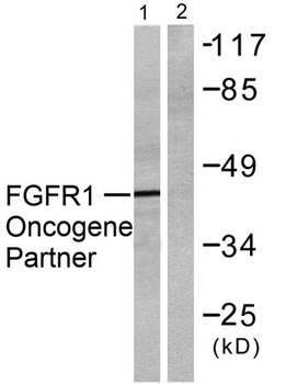 FOP antibody