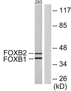 FoxB1/2 rabbit pAb